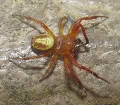 Attēlu rezultāti vaicājumam “Araniella male”