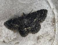 Attēlu rezultāti vaicājumam “Parascotia fuliginaria”