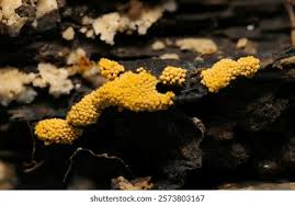 Attēlu rezultāti vaicājumam “Fuligo luteonitens macro”