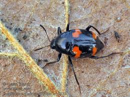 Attēlu rezultāti vaicājumam “Scaphidium quadrimaculatum”