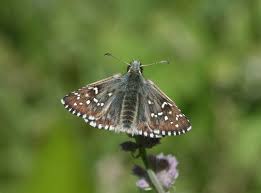 Attēlu rezultāti vaicājumam “Pyrgus alveus”