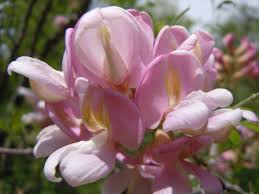 Attēlu rezultāti vaicājumam “Robinia neomexicana flower”