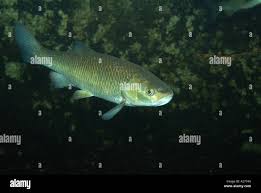 Image result for Squalius cephalus cavedanus