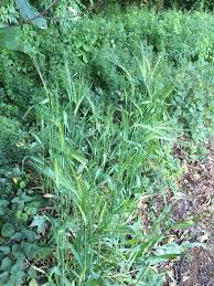 Attēlu rezultāti vaicājumam “Hordelymus europaeus leaf”