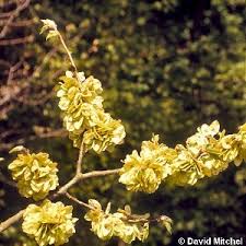 Attēlu rezultāti vaicājumam “Ulmus glabra flower”