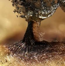 Attēlu rezultāti vaicājumam “Colloderma oculatum macro”