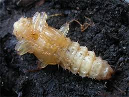 Attēlu rezultāti vaicājumam “Schizotus pectinicornis larva”