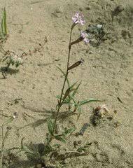Attēlu rezultāti vaicājumam “Silene borysthenica bud”