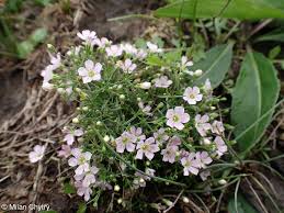 Attēlu rezultāti vaicājumam “Gypsophila muralis fruit”