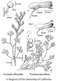 Attēlu rezultāti vaicājumam “Fumaria officinalis flower”