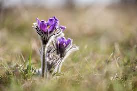 Attēlu rezultāti vaicājumam “Pulsatilla pratensis fruit”