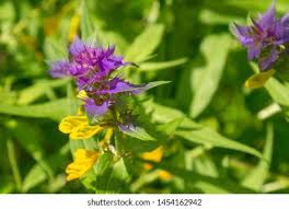 Attēlu rezultāti vaicājumam “Melampyrum nemorosum flower”