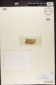 Attēlu rezultāti vaicājumam “Microcalicium disseminatum”