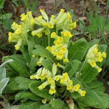 Image result for Schlüsselblumen