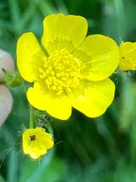 Attēlu rezultāti vaicājumam “Milesina murariae”