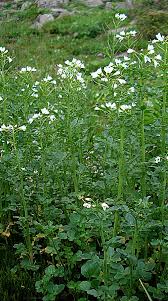 Attēlu rezultāti vaicājumam “Cardamine amara leaf”
