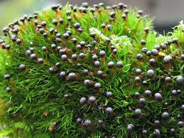 Attēlu rezultāti vaicājumam “Diderma tigrinum macro”