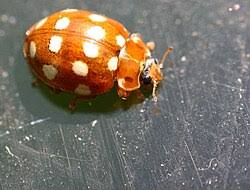 Attēlu rezultāti vaicājumam “Calvia decemguttata imago”