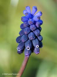 Attēlu rezultāti vaicājumam “Muscari neglectum”