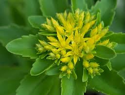 Attēlu rezultāti vaicājumam “Sedum aizoon”