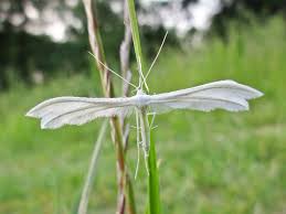 Attēlu rezultāti vaicājumam “Pterophorus pentadactyla”