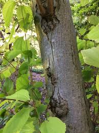 Attēlu rezultāti vaicājumam “Catalpa ovata leaf”