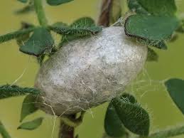 Attēlu rezultāti vaicājumam “Zygaena cocoon”