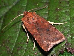 Attēlu rezultāti vaicājumam “Conistra rubiginea”