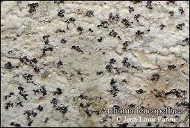 Attēlu rezultāti vaicājumam “Arthonia leucopellaea”