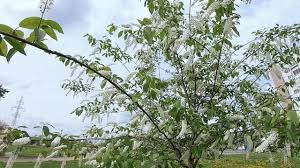 Attēlu rezultāti vaicājumam “Padus avium leaf”