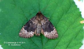 Attēlu rezultāti vaicājumam “Amphipyra perflua”