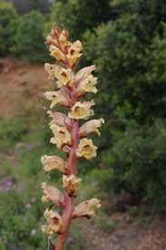 Attēlu rezultāti vaicājumam “Orobanche reticulata flower”