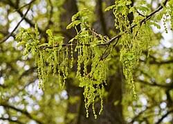 Attēlu rezultāti vaicājumam “Quercus robur male flower”