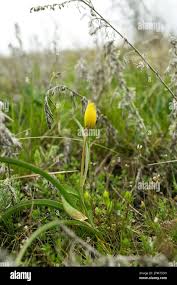 Attēlu rezultāti vaicājumam “Anemone ranunculoides bud”