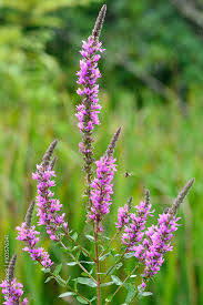 Attēlu rezultāti vaicājumam “Lythraceae”