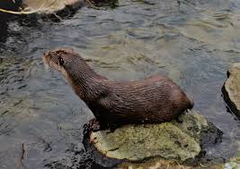 Attēlu rezultāti vaicājumam “Lutra lutra”