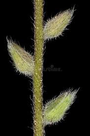 Attēlu rezultāti vaicājumam “Myosotis ramosissima”