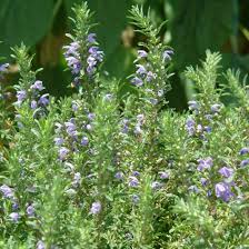 Image result for Dracocephalum moldavicum