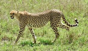 Afbeeldingsresultaat voor cheeta