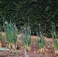 Attēlu rezultāti vaicājumam “Allium cepa”