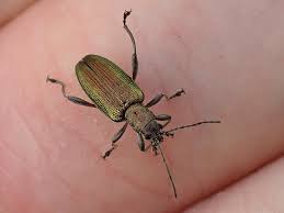 Attēlu rezultāti vaicājumam “Donacia dentata”