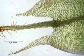 Attēlu rezultāti vaicājumam “Bryum pseudotriquetrum”