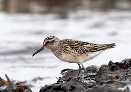 Attēlu rezultāti vaicājumam “Calidris falcinellus adult”