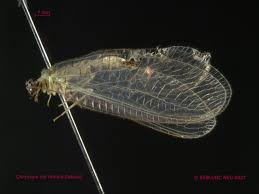 Attēlu rezultāti vaicājumam “Chrysopa”