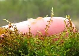 Attēlu rezultāti vaicājumam “Cladopodiella fluitans”
