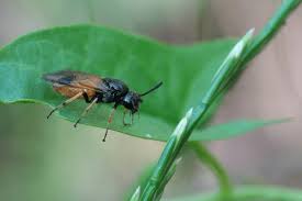 Attēlu rezultāti vaicājumam “Argidae”