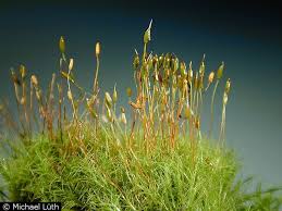 Attēlu rezultāti vaicājumam “Distichium capillaceum”