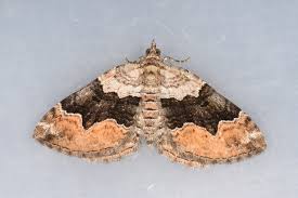 Attēlu rezultāti vaicājumam “Xanthorhoe quadrifasiata”