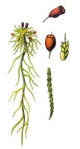 Attēlu rezultāti vaicājumam “Sphagnum capillifolium”