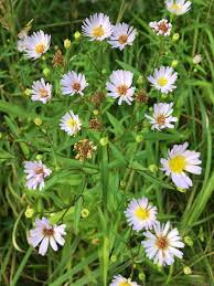 Attēlu rezultāti vaicājumam “Symphyotrichum x salignum flower”